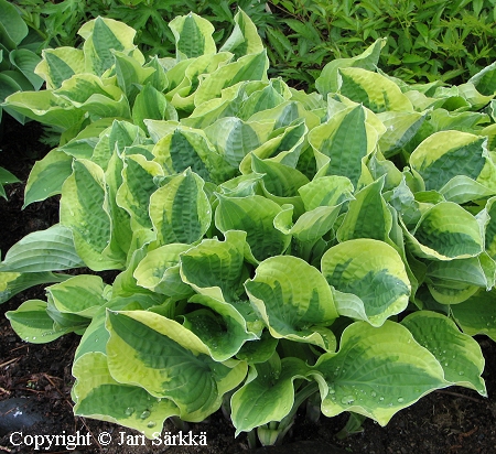 Hosta Tarhafunkia-Ryhm 'Wide Brim', jalokuunlilja